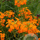 Erysimum Citrona Orange 20-25 cm C1.2