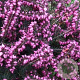 Erica carn. 'Rosalie' GM P10,5