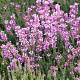 Erica cin. 'Sandpit Hill' GM P10,5
