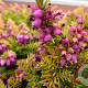 Erica darl. 'Eva Gold' GM P9.5