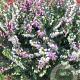 Erica darl. 'Furzey' GM P9.5