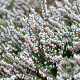 Erica carn. 'Springwood White' GM P10,5