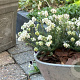 Erica tetralix 'Alba Mollis' GM P10,5