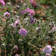 Erica tetralix GM C1.5 2 jarig 