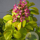 Escallonia laevis Pink Lemon 25-30 cm 2,0L