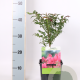 Euonymus alat. 'Compactus' 30-40 cm 2,0L
