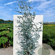 Eucalyptus gunnii Silverana 100-120 cm 35L