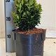 Euonymus jap. 'Green Spire' 15-20 cm 2,0L