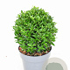 Euonymus jap. 'Green Spire' 25-30 cm P23 bol