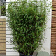 Fargesia nitida 'Volcano' 80-90 cm 5,0L