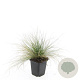 Festuca glauca 'Elijah Blue' 30-40 cm 2,0L