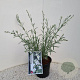Gomphostigma virgatum 'Silver Butterfly' 55-70 cm 2,0L