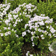 Hebe vernicosa 10-15 cm C1