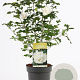 Hibiscus syr. 'Admiral Dewey' 40-50 cm 3,0L