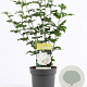 Hibiscus syr. 'Admiral Dewey' 40-50 cm 3,0L