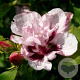 Hibiscus syr. 'Leopoldii' 40-50 cm 3,0L
