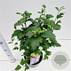 Hibiscus syr. 'Woodbridge' 40-50 cm 3,0L