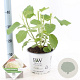 Hydrangea a. Strong Annabelle 40-50 cm 3,0L