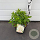 Hydrangea pan. 'Limelight' 40-50 cm 5,0L