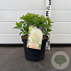 Hydrangea pan. 'Limelight' 40-50 cm 5,0L