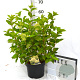 Hydrangea pan. 'Limelight' 40-50 cm 5,0L