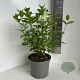 Hydrangea pan. 'Limelight' 40-50 cm 5,0L