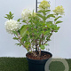 Hydrangea pan. Skyfall 40-50 cm 3,0L