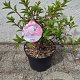 Hydrangea pan. Vanille-Fraise 40-50 cm 5,0L