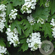 Hydrangea quercifolia 'Black Porch' 30-40 cm 2,0L