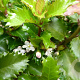 Ilex meservea 'Little Rascal' 30-35 cm 3,0L