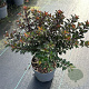 Ilex meserv. Gentle 40-50 cm 5,0L