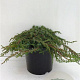 Juniperus comm. 'Green Carpet' 25-30 cm 3,5L