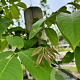 Juglans regia 10-12 HO container