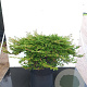 Juniperus horizontalis 'Prince of Wales' 20-25 cm 3,0L