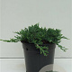 Juniperus h. 'Wiltonii' 25-30 cm 3,5L