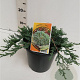 Juniperus h. 'Wiltonii' 25-30 cm 3,5L