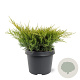 Juniperus media 'Old Gold' 25-30 cm 3,5L