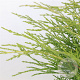 Juniperus media 'Old Gold' 25-30 cm 3,5L