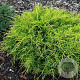 Juniperus media 'Old Gold' 25-30 cm 3,5L