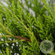 Juniperus media 'Old Gold' 25-30 cm 3,5L