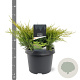 Juniperus media 'Old Gold' 25-30 cm 3,5L