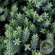 Juniperus procumbens 'Nana' 25-30 cm 3,5L