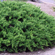 Juniperus sabina 'Tamariscifolia' 20-25 cm 3,0L