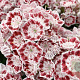 Kalmia lat. 'Minuet' 25-30 cm 3,5L
