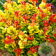 Leucothoe axillaris Curly Gold 15-20 cm 2,0L