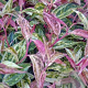 Leucothoe fontanesiana 'Makijaz' 25-30 cm 2,0L