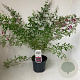 Lespedeza thunbergii 35-40 cm 3,0L