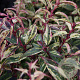Leucothoe walteri 'Rainbow' 25-30 cm 2,0L