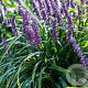 Liriope muscari 'Royal Purple' 40-50 cm 2,0L