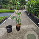 Liquidambar s. 'Worplesdon' 60-80 cm 3,0L